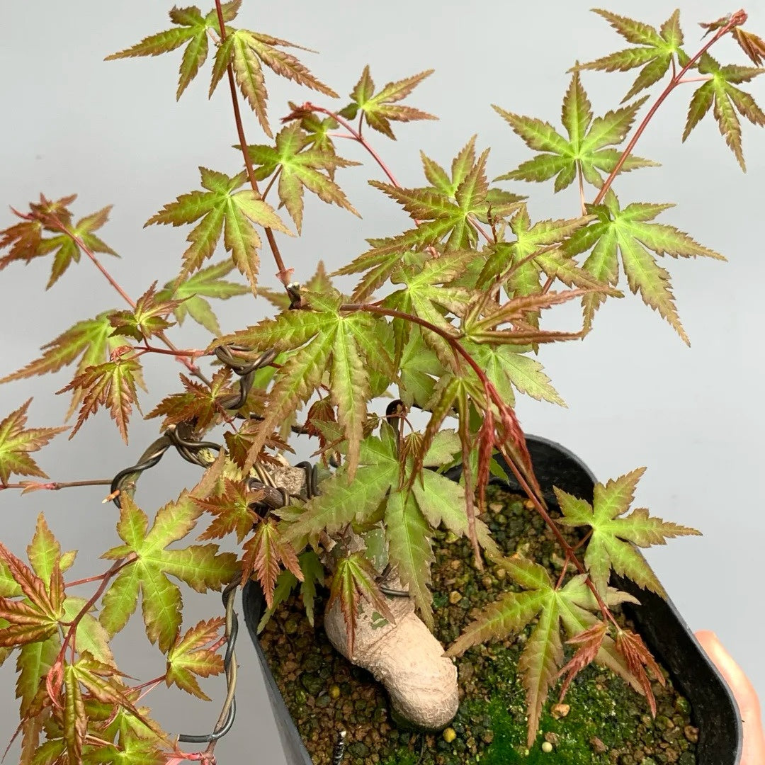 Acer Palmatum Maple Tree
