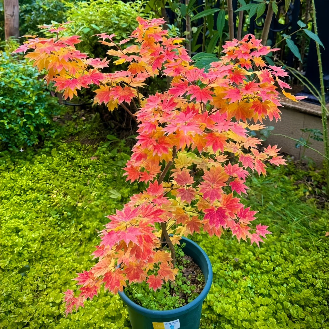 Acer sieboldianum 'Seki no kegon' Maple