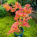 Acer sieboldianum 'Seki no kegon' Maple Japanese Maple with seasonal foliage color