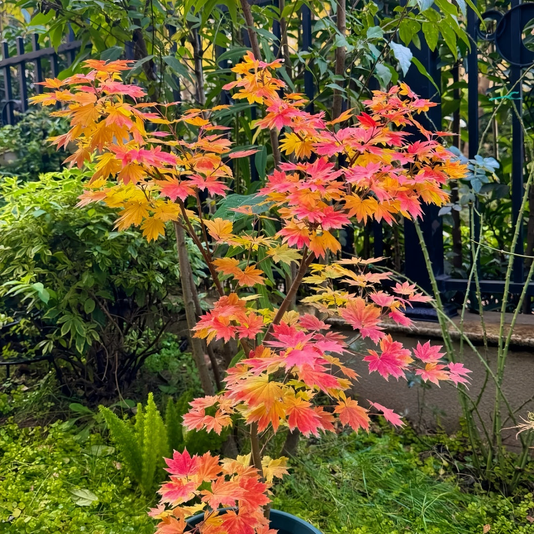 Acer sieboldianum 'Seki no kegon' Maple compact maple ideal for patios and bonsai