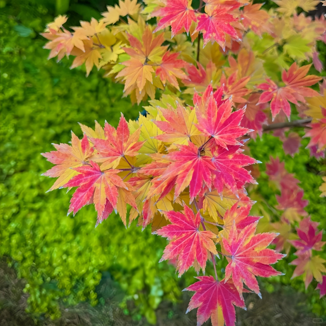 Acer sieboldianum 'Seki no kegon' Maple Japanese Maple with seasonal foliage color