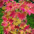 Acer sieboldianum 'Seki no kegon' Maple showing graceful branching and leaves