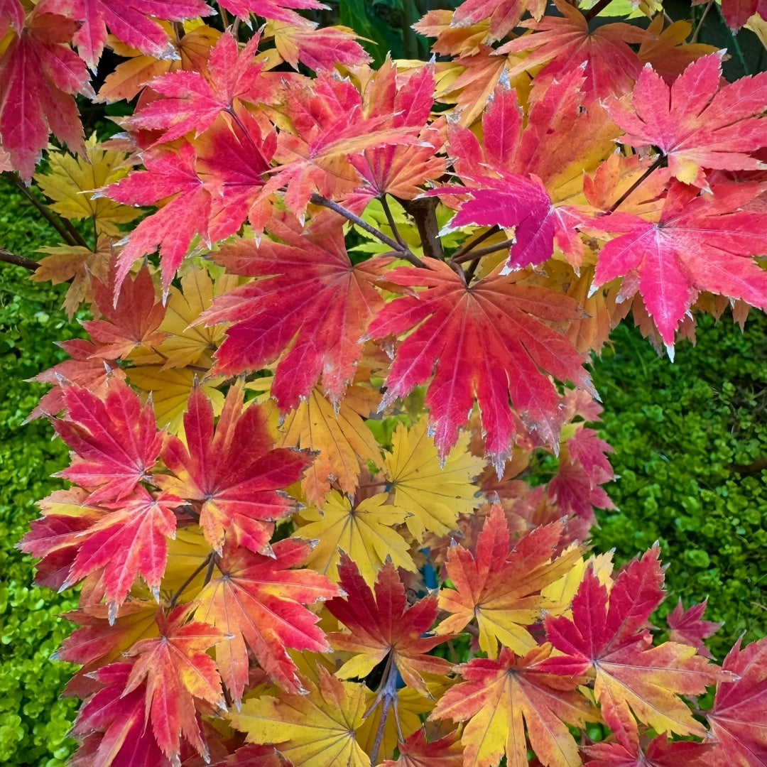 Acer sieboldianum 'Seki no kegon' Maple showing graceful branching and leaves