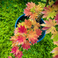 Acer sieboldianum 'Seki no kegon' Maple compact maple ideal for patios and bonsai