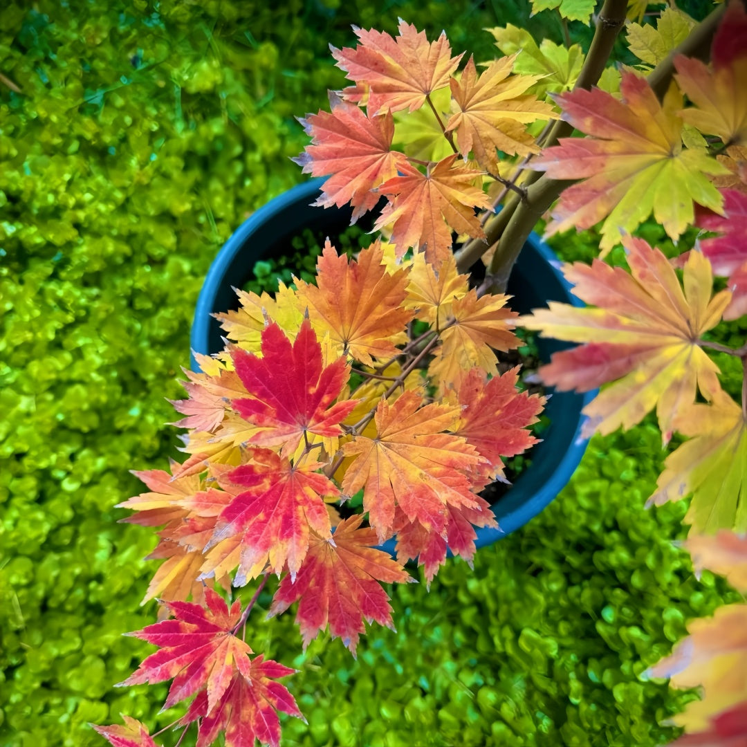 Acer sieboldianum 'Seki no kegon' Maple compact maple ideal for patios and bonsai