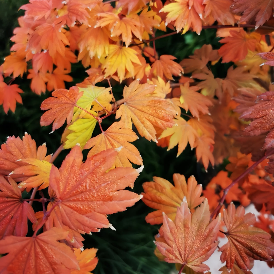 Acer sieboldianum 'Seki no kegon' Maple Japanese Maple with seasonal foliage color