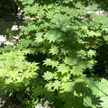 Acer sieboldianum 'Seki no kegon' Maple showing graceful branching and leaves