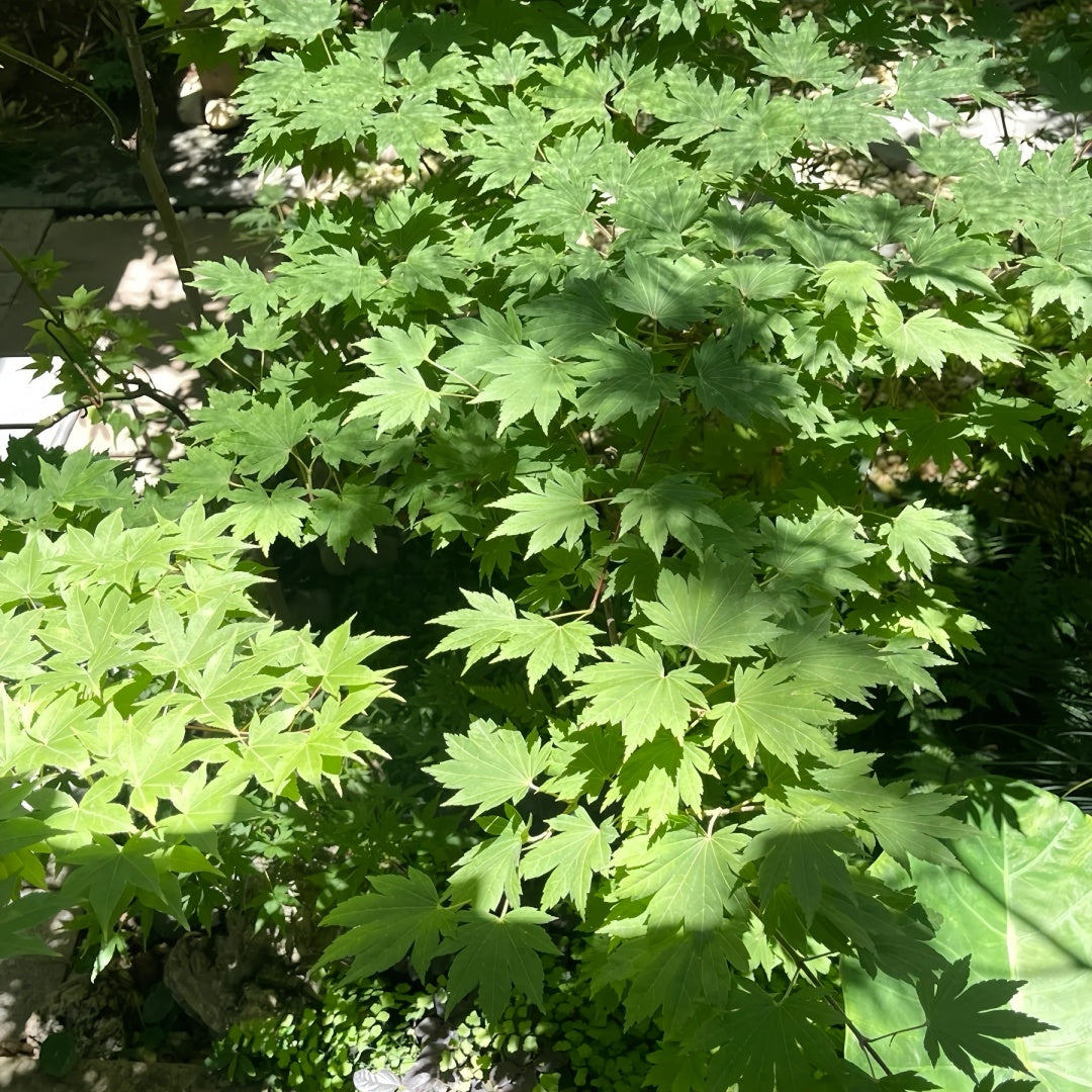 Acer sieboldianum 'Seki no kegon' Maple showing graceful branching and leaves