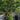 Acer Amoenum 'Kurenai jishi' Maple Tree compact maple ideal for patios and bonsai