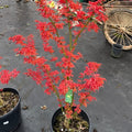 Acer amoenum 'Kurenai jishi' 