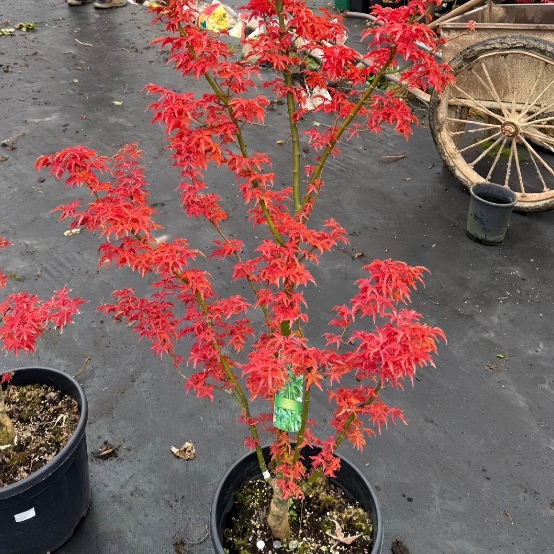 Acer amoenum 'Kurenai jishi' 