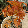 Acer amoenum 'Kurenai jishi' 
