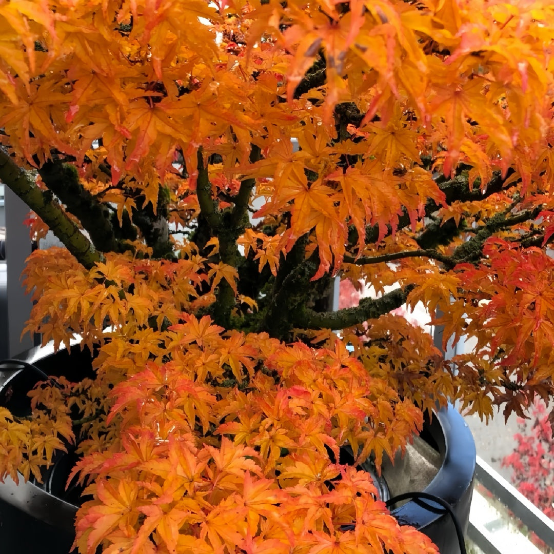 Acer amoenum 'Kurenai jishi' 
