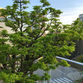 Acer amoenum 'Kurenai jishi' 