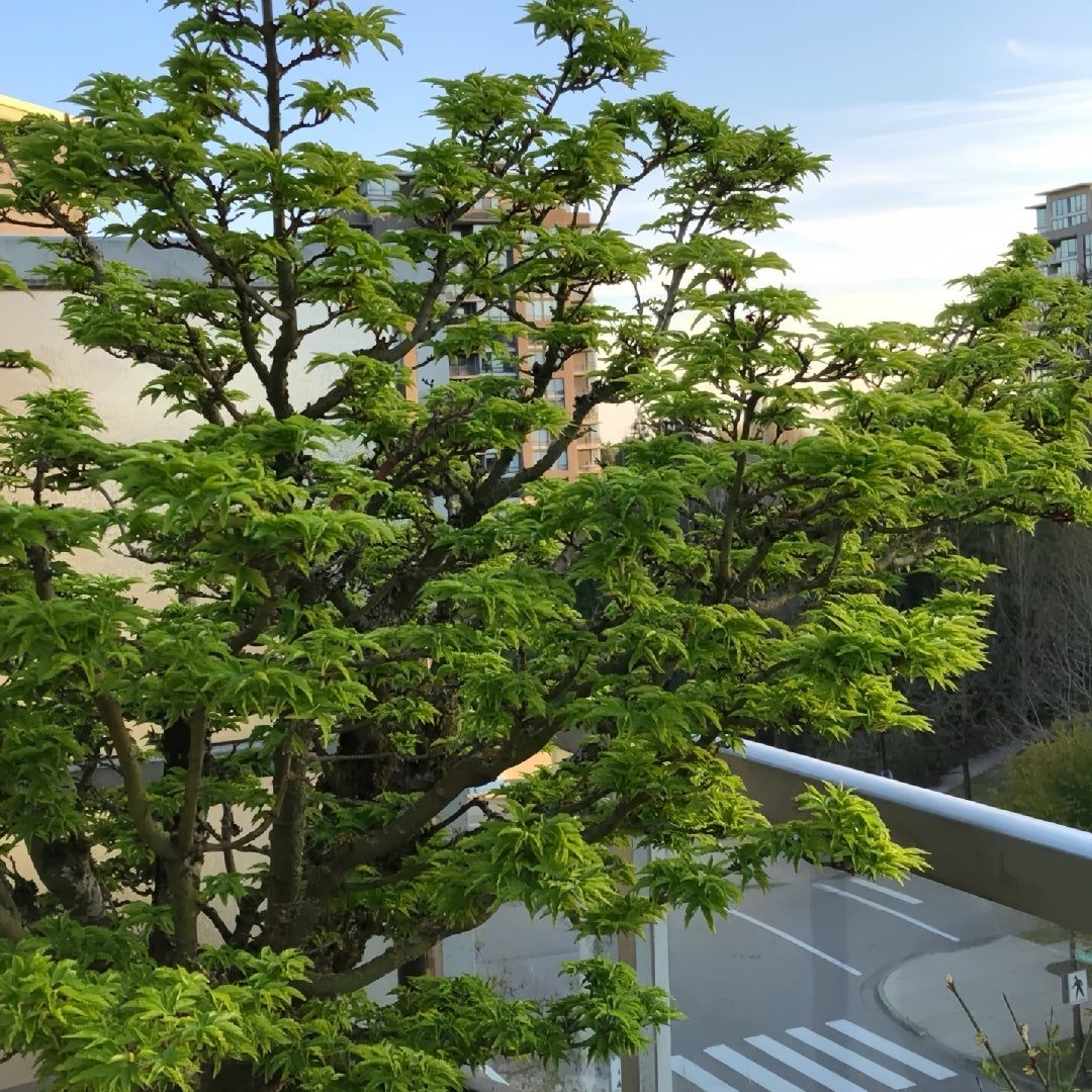 Acer amoenum 'Kurenai jishi' 