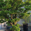 Acer amoenum 'Kurenai jishi' 