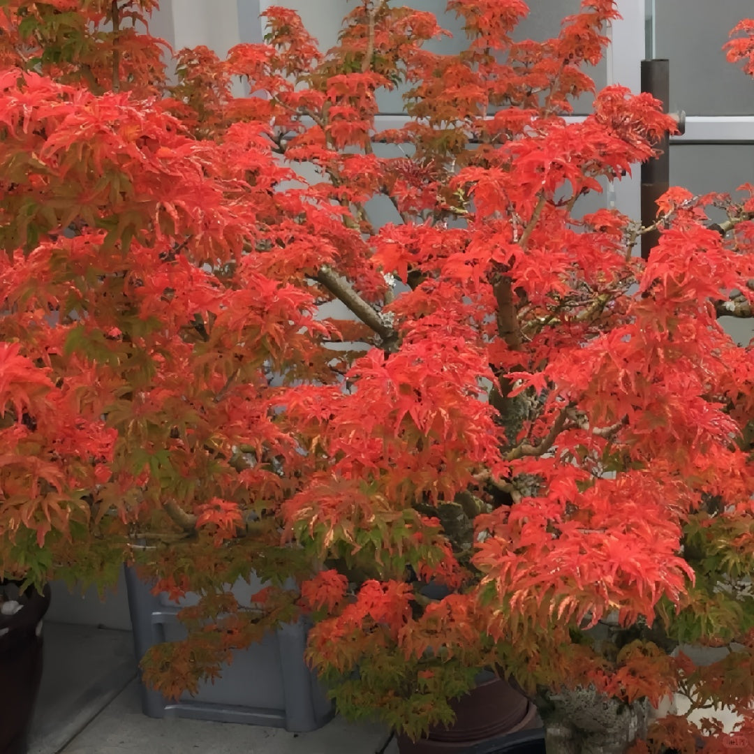 Acer amoenum 'Kurenai jishi' 
