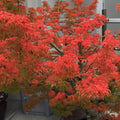 Acer amoenum 'Kurenai jishi' 