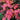 Acer japonicum 'Aconitifolium' Maple compact maple ideal for patios and bonsai