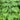Acer japonicum 'Aconitifolium' Maple compact maple ideal for patios and bonsai
