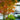 Acer palmatum 'Akane' Trees compact maple ideal for patios and bonsai