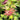 Acer palmatum 'Akane' Trees Japanese Maple with seasonal foliage color