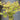 Acer palmatum 'Ogi Tsuma gaki' Maple showing graceful branching and leaves