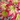 Acer palmatum 'Ogi Tsuma gaki' Maple Japanese Maple with seasonal foliage color