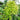 Acer palmatum 'Ryusen' Maple Japanese Maple with seasonal foliage color