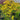 Acer palmatum 'Ryusen' Maple Japanese Maple with seasonal foliage color