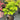 Acer palmatum 'Ryusen' Maple compact maple ideal for patios and bonsai