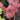 Acer palmatum 'Shirazz' Maple Japanese Maple with seasonal foliage color