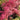 Acer palmatum 'Shirazz' Maple Japanese Maple with seasonal foliage color
