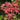 Acer palmatum 'Shirazz' Maple Japanese Maple with seasonal foliage color
