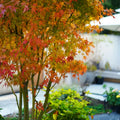 Akane Japanese Maple tree with vibrant red, orange, and yellow foliage across the seasons in a garden setting.