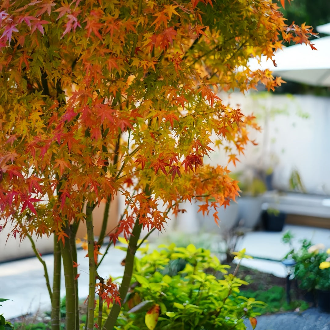 Akane Japanese Maple tree with vibrant red, orange, and yellow foliage across the seasons in a garden setting.