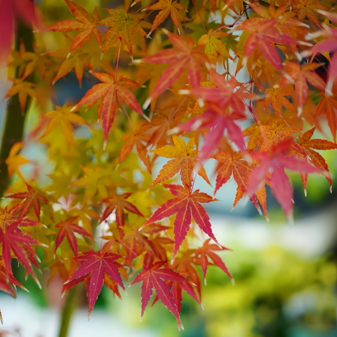 Akane Japanese Maple tree with vibrant red, orange, and yellow foliage across the seasons in a garden setting.