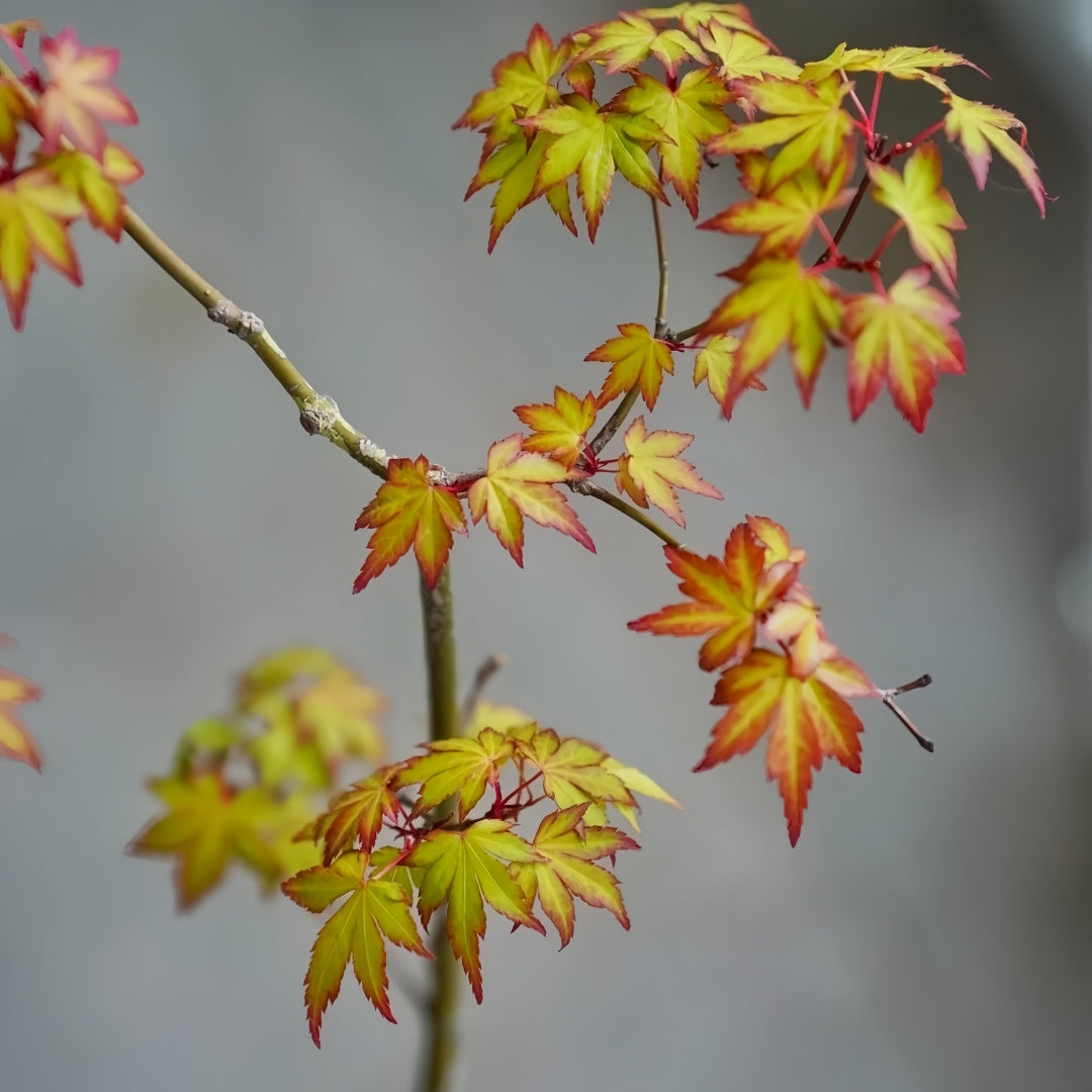 Akane Japanese Maple tree with vibrant red, orange, and yellow foliage across the seasons in a garden setting.