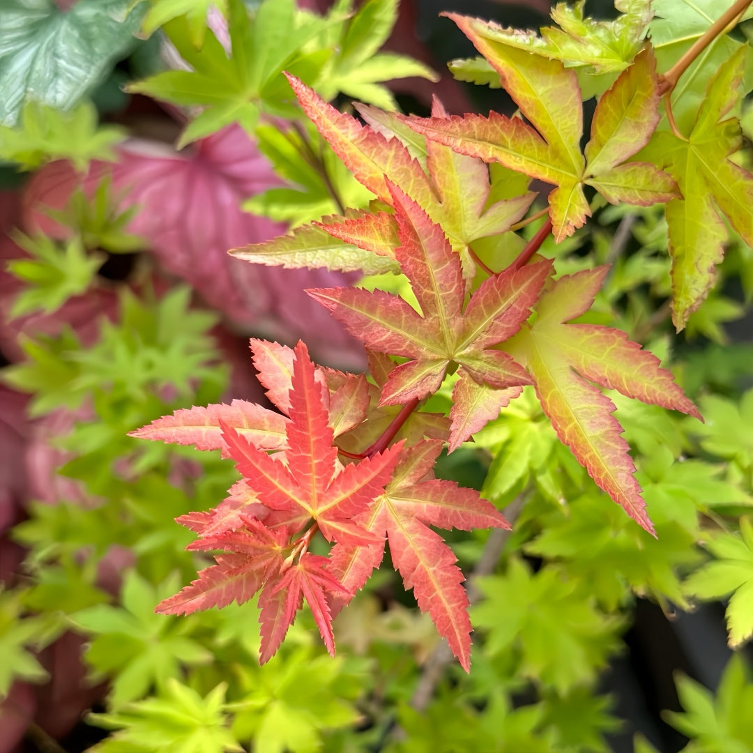 Akane Japanese Maple tree with vibrant red, orange, and yellow foliage across the seasons in a garden setting.
