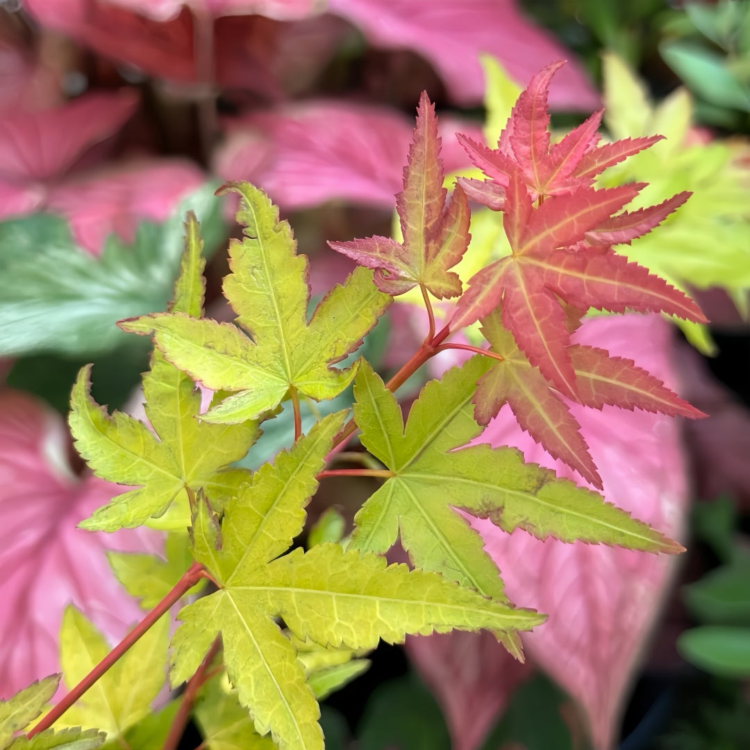 Akane Japanese Maple tree with vibrant red, orange, and yellow foliage across the seasons in a garden setting.