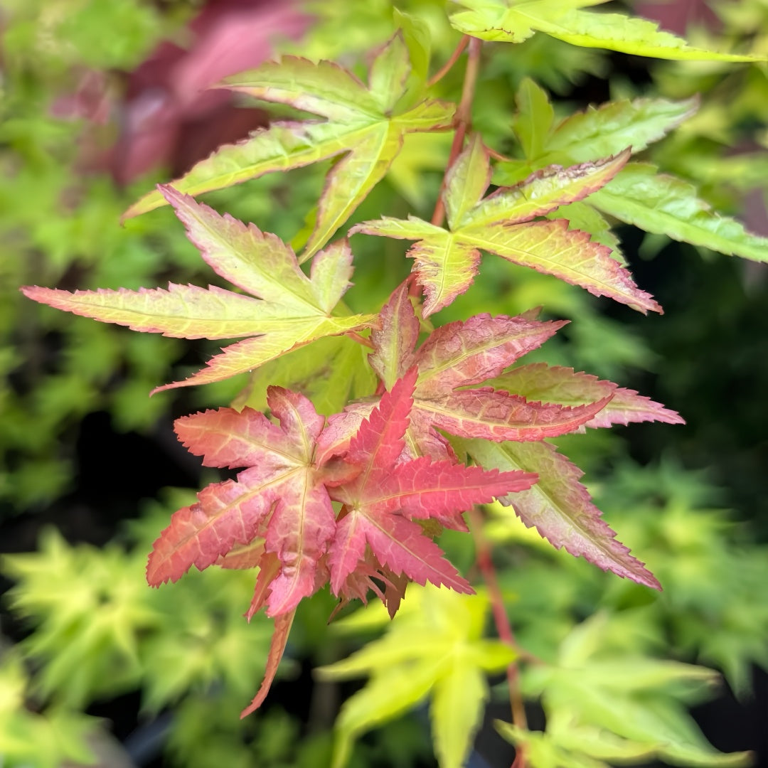 Akane Japanese Maple tree with vibrant red, orange, and yellow foliage across the seasons in a garden setting.