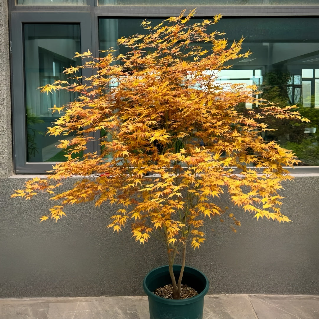 Akane Japanese Maple tree with vibrant red, orange, and yellow foliage across the seasons in a garden setting.