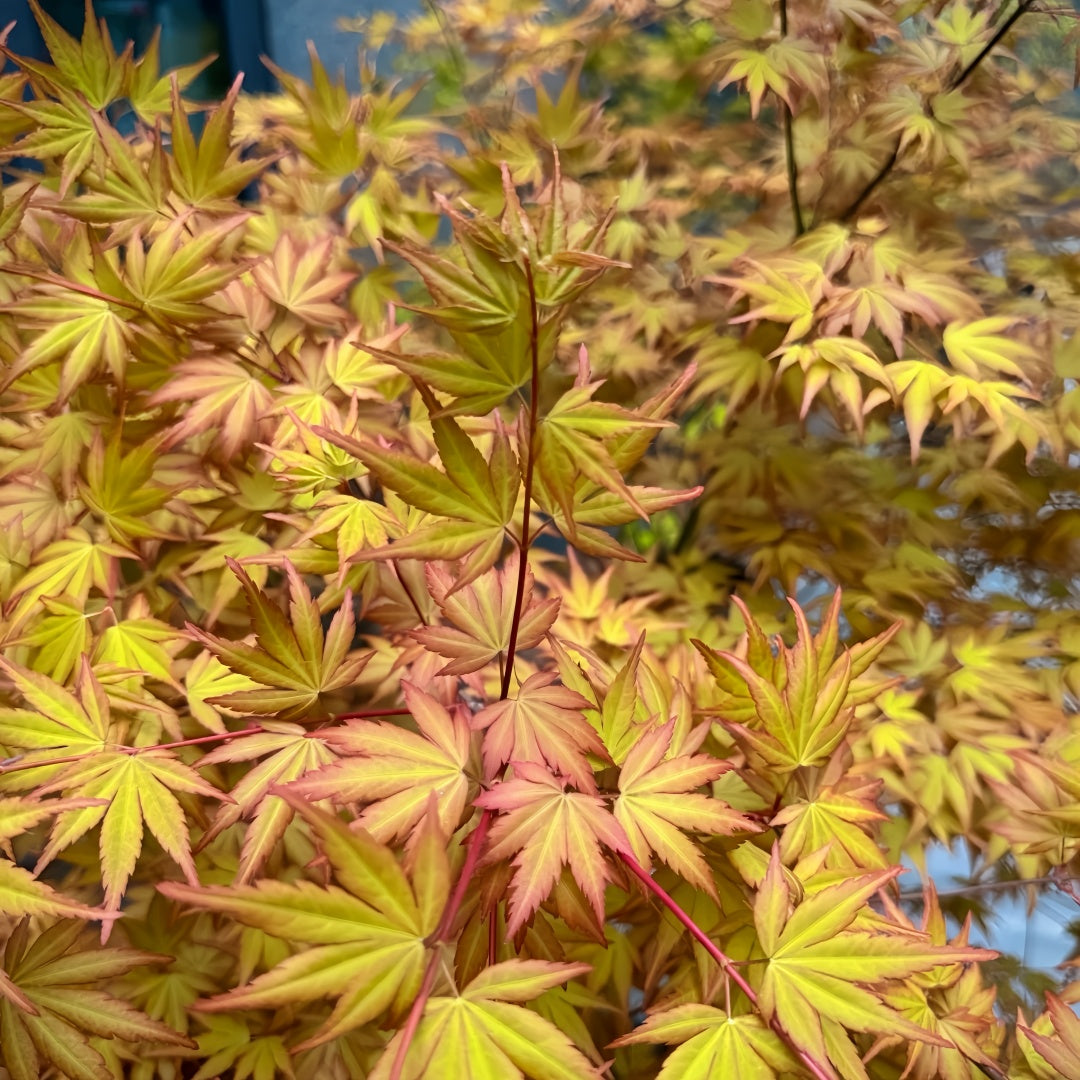 Akane Japanese Maple tree with vibrant red, orange, and yellow foliage across the seasons in a garden setting.