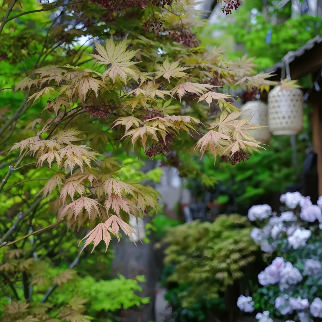 Acerpalmatum_Ariadne_Maple