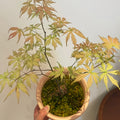 Acerpalmatum_Ariadne_Maple