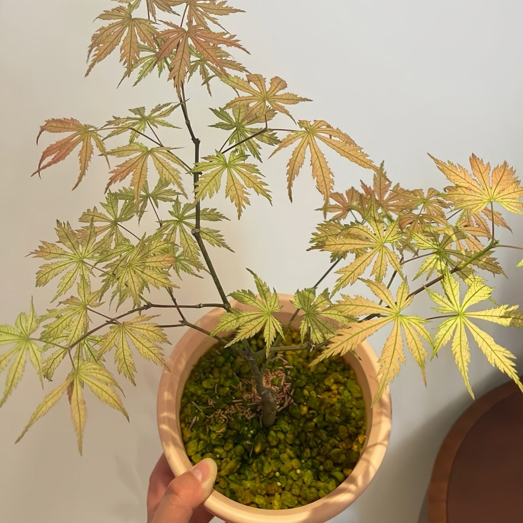 Acerpalmatum_Ariadne_Maple