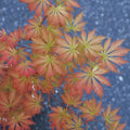 Acerpalmatum_Ariadne_Maple