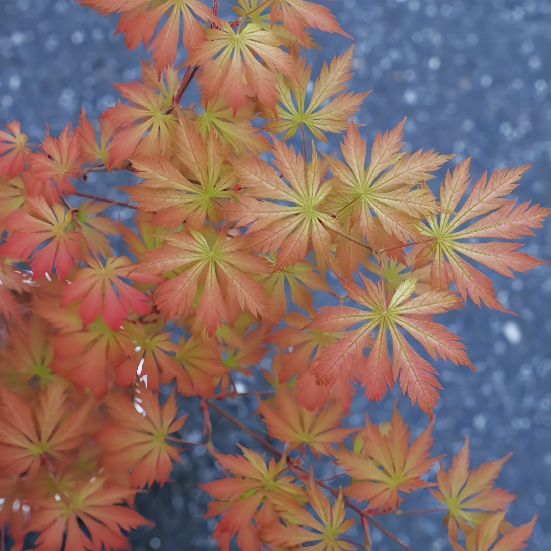 Acerpalmatum_Ariadne_Maple