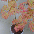 Acerpalmatum_Ariadne_Maple