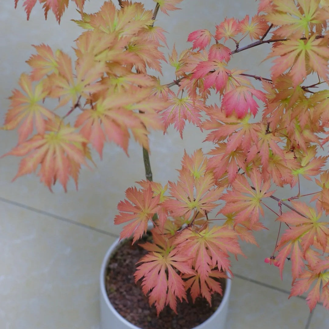 Acerpalmatum_Ariadne_Maple